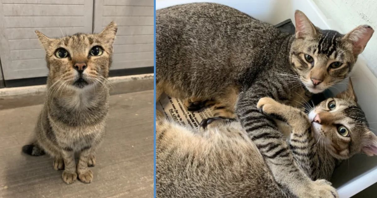 Over 100 Community Cats Will be Homeless After Singapore Turf Club