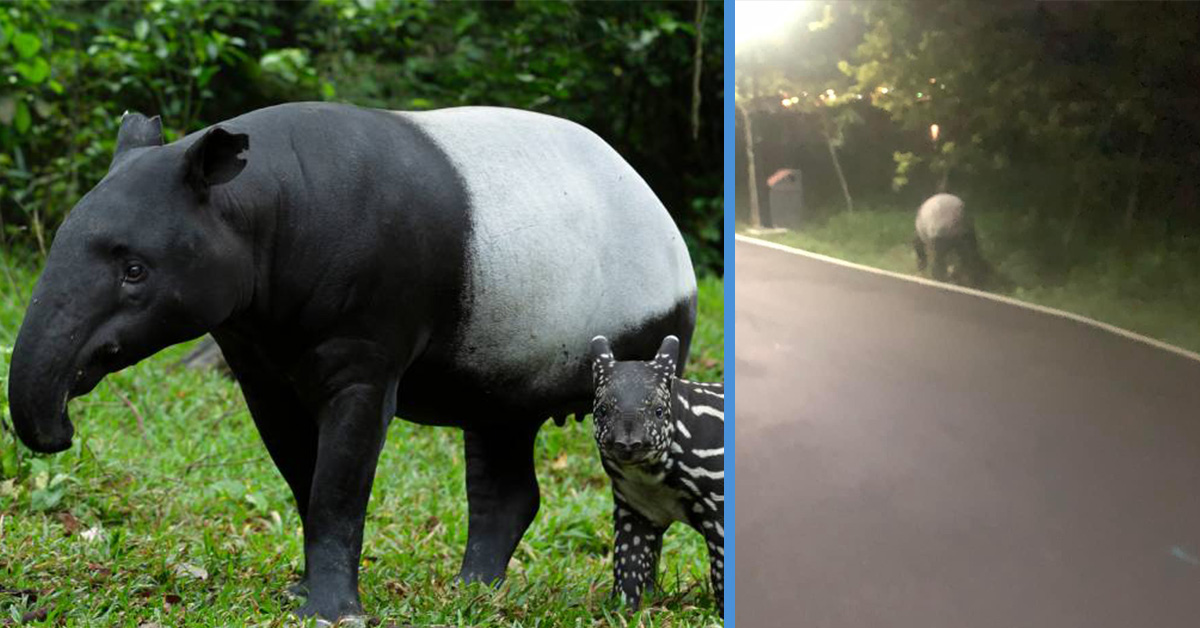 Acres Explain Why a Malayan Tapir Could Have Been Roaming in Punggol