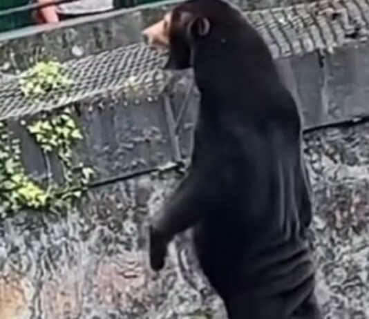 Everything About the Sun Bear Saga, Which People Still Think It’s a Human