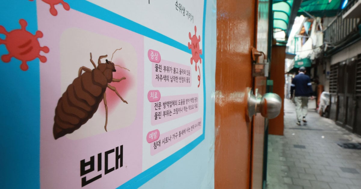 Everything About the Bedbug Infestation in South Korea & How It'll Impact Us