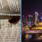 bedbugs-infestation-singapore