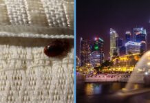 bedbugs-infestation-singapore
