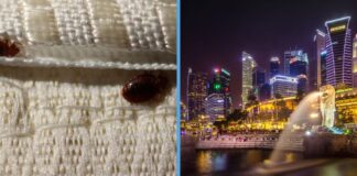 bedbugs-infestation-singapore