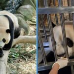 le-le-panda-return-china-january