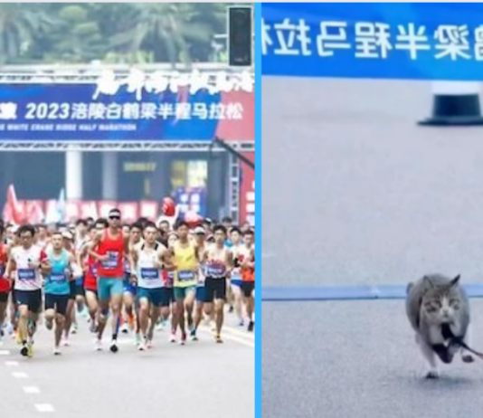 Tabby Cat Went Viral After “Finishing First” in China Half Marathon
