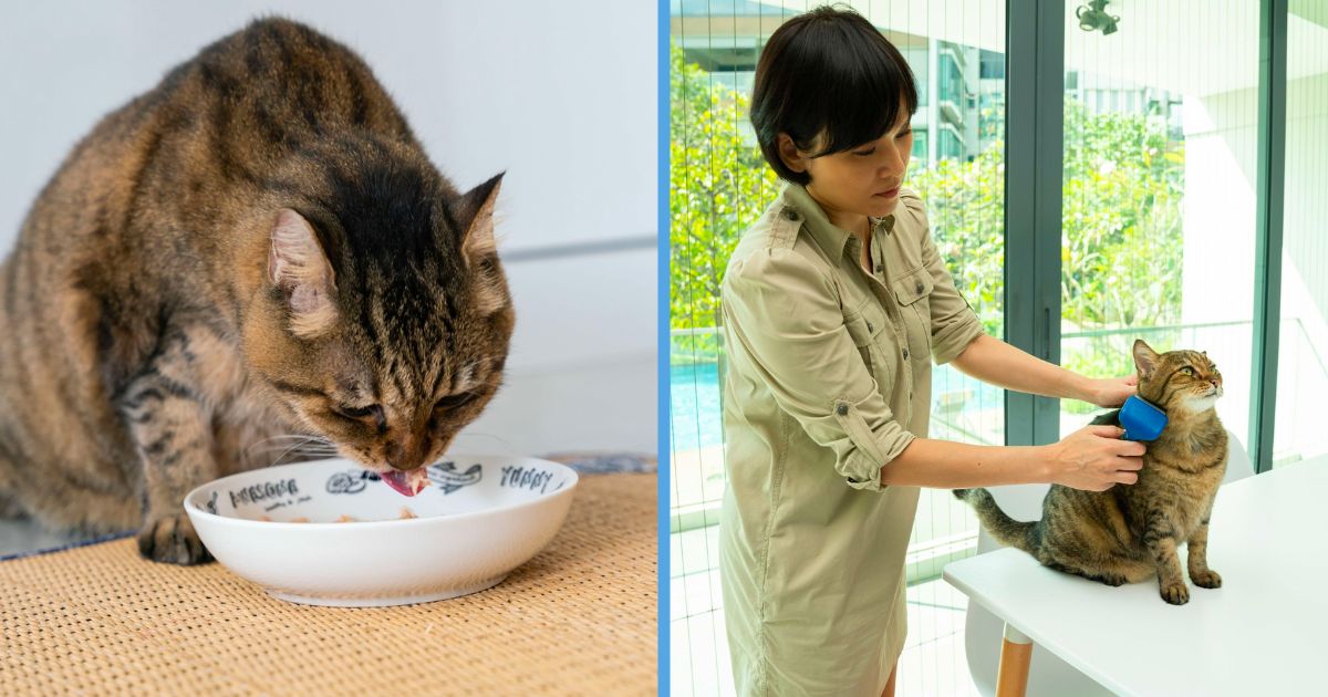 In 2024, HDB Households Might Finally be Able to Keep Up to 2 Cats Per
