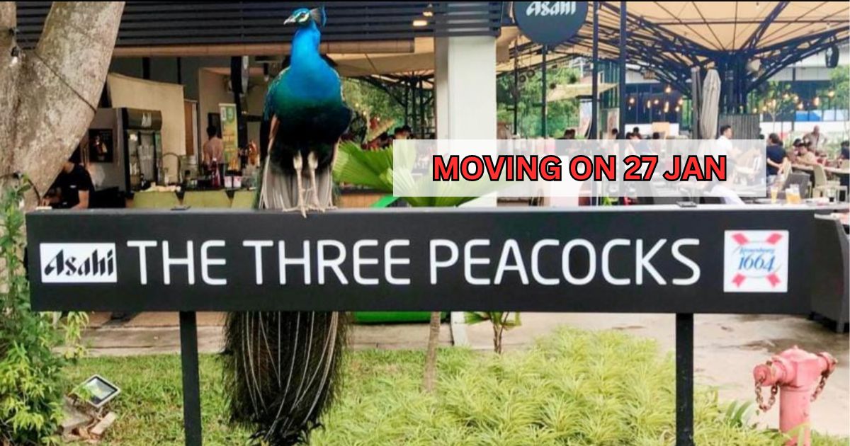 January Goodies The Three Peacocks Moving Out Of Labrador Park With Last Day on 27 Jan ...