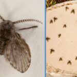 drain flies featured img