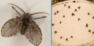 drain flies featured img