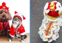 featured img cny pets