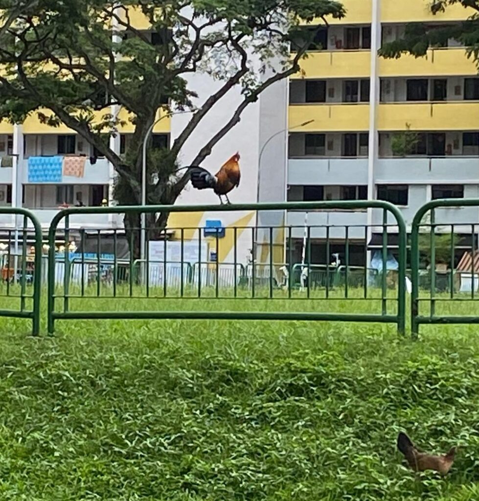 Here’s Why There Are More & More Chickens Roaming in Singapore - Goody Feed