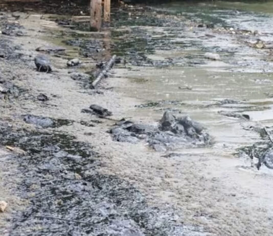 Oil Spill in S’pore Spread to M’sia Shorelines