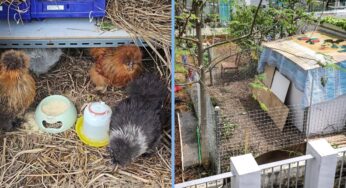 Chickens Removed From Yishun Car Park Rooftop After Complaints