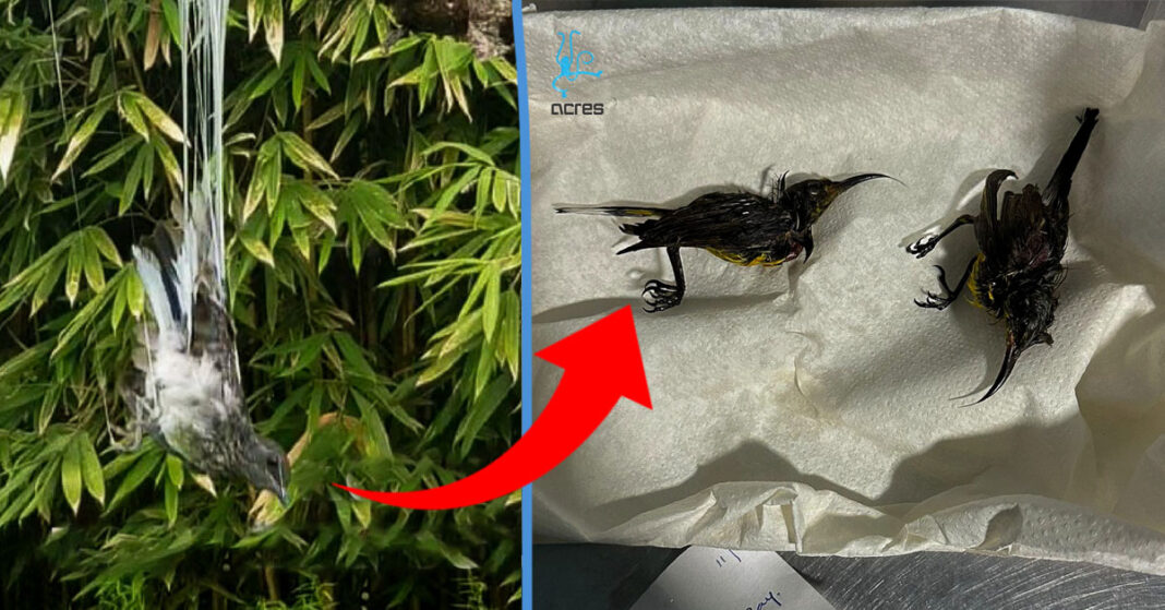 4 Birds Die From Glue Traps at Gardens by the Bay; Authorities