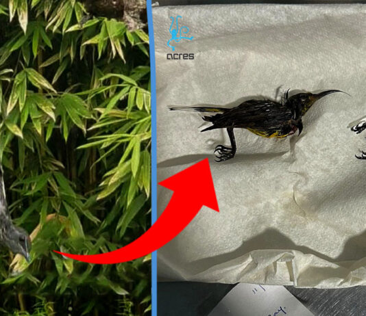 4 Birds Die From Glue Traps at Gardens by the Bay; Authorities Investigating