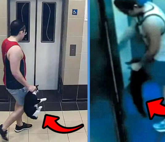 32-Year-Old Man Specifically Looked for Cats to Abuse in AMK to Vent His Frustration