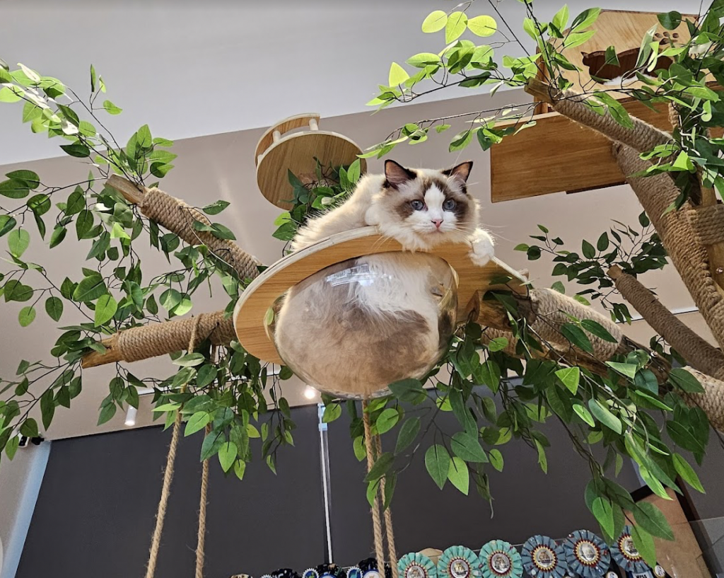 Singapore's 1st Ever Cat Teahouse Has Opened With Free Entry, Ragdoll ...