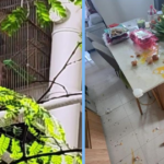 punggol-monkeys-cny-steal-food