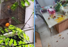 punggol-monkeys-cny-steal-food