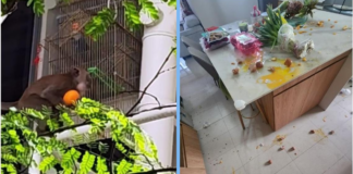 punggol-monkeys-cny-steal-food