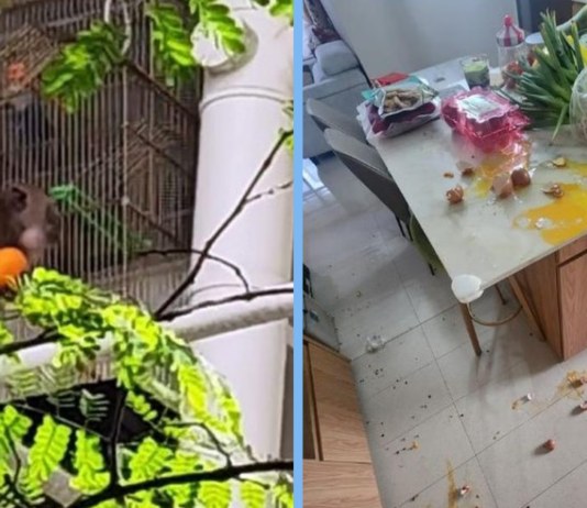 punggol-monkeys-cny-steal-food