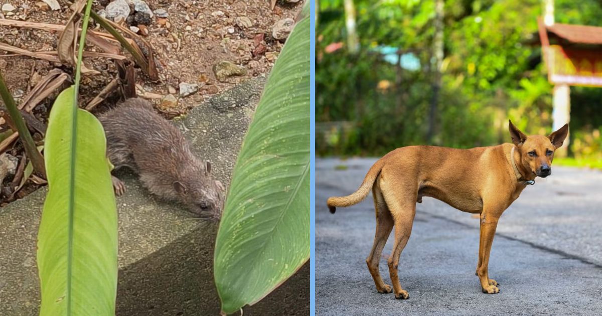 Factory Workers Battle 25 Rat Holes as Stray Dog Feeding Creates Rodent ...