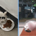 cat-killed-yishun