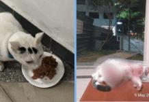 cat-killed-yishun