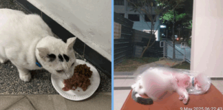 cat-killed-yishun