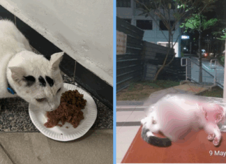 cat-killed-yishun