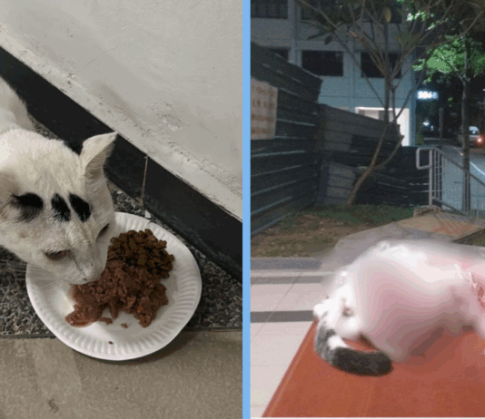cat-killed-yishun