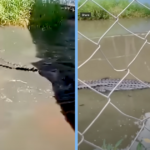 man-bitten-crocodile