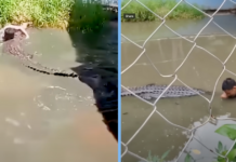 man-bitten-crocodile