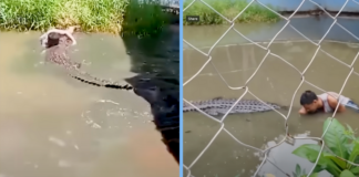 man-bitten-crocodile