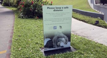 Woman Attacked by Otter at Robertson Quay Park Connector, Police and NParks Investigate Scene