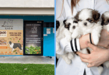 dog-breeder-fined-unsafe