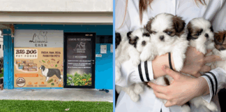 dog-breeder-fined-unsafe