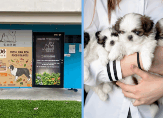dog-breeder-fined-unsafe
