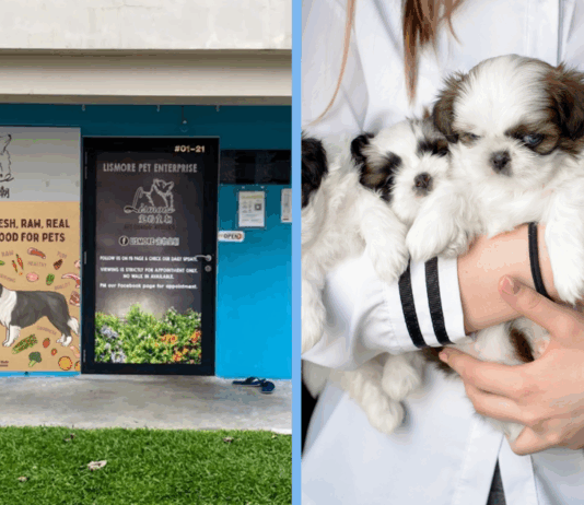 dog-breeder-fined-unsafe