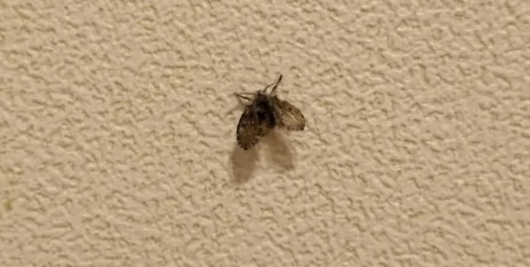 Fly Vomitting 8-Year-Old Girl in China Vomits Live 'Worms' for a Month; Drain Flies ...