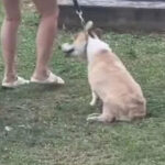 Video still of a corgi at a Seletar condo allegedly being dragged by its leash