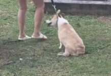SPCA Finds Panting Corgi in Direct Sun After Reports It Was Allegedly Dragged by Leash Video still of a corgi at a Seletar condo allegedly being dragged by its leash