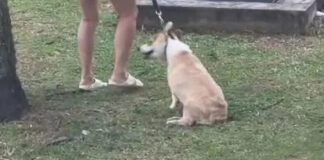 Video still of a corgi at a Seletar condo allegedly being dragged by its leash