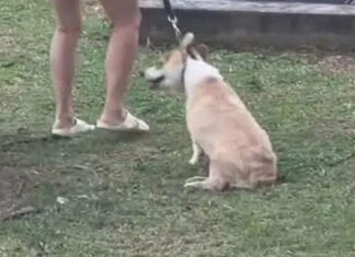 Video still of a corgi at a Seletar condo allegedly being dragged by its leash