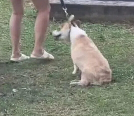 Video still of a corgi at a Seletar condo allegedly being dragged by its leash