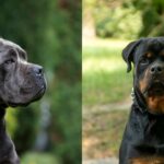 Couple Fined After Their 4 Unlicensed Dogs Attacked a Labrador in Bedok A quiet stretch of Sennett Road in Bedok, where four unlicensed dogs escaped and attacked a Labrador