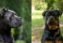 Couple Fined After Their 4 Unlicensed Dogs Attacked a Labrador in Bedok A quiet stretch of Sennett Road in Bedok, where four unlicensed dogs escaped and attacked a Labrador