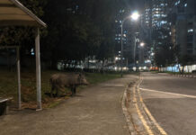 If a Wild Boar Attacks You in S’pore, Can NParks Be Held Responsible? A Woman Is Suing to Find Out