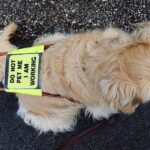 Guide dog in harness, illustrating expanded assistance-dog access rules