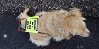 Guide dog in harness, illustrating expanded assistance-dog access rules